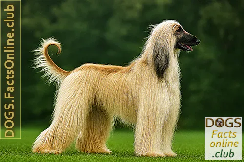 Afghan Hound