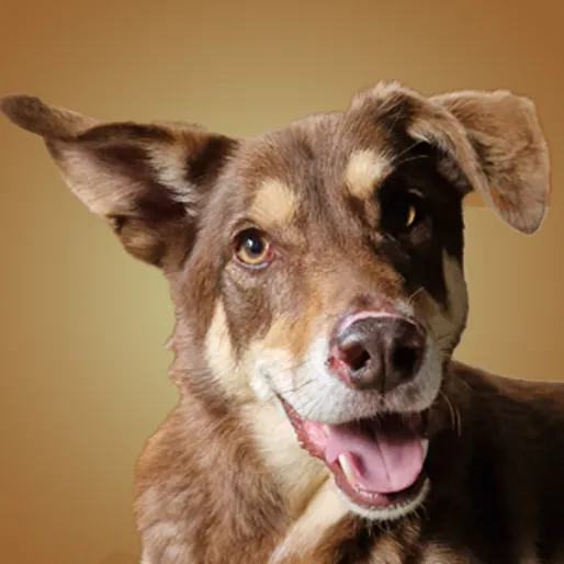 Welcome to Dogs Facts Online!